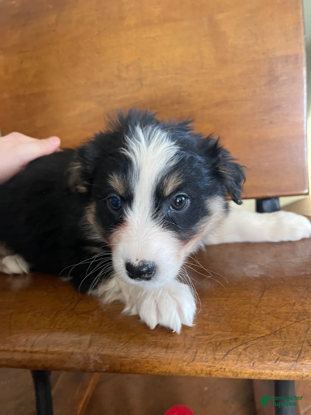 Australian Shepherd dogs for sale: Archer - Ad 24
