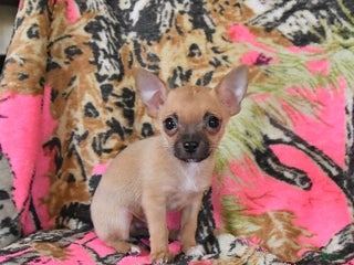 Chihuahua dogs - Ad 19