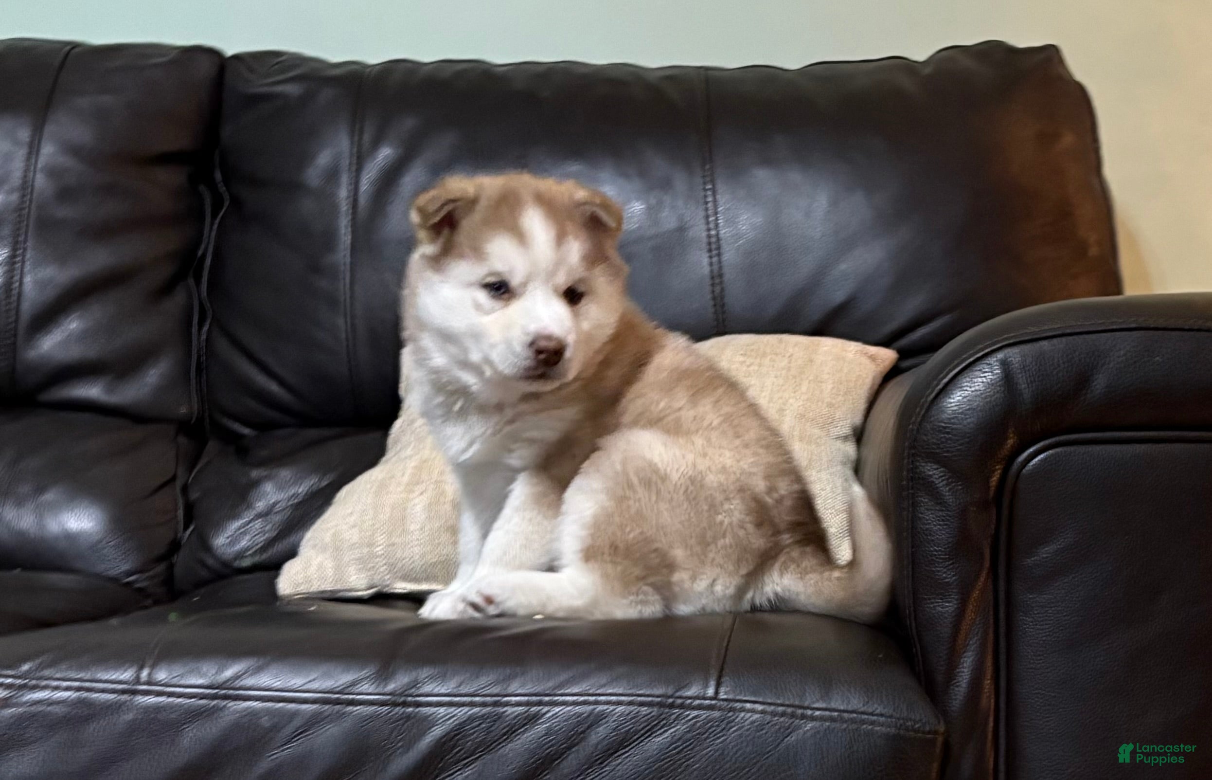 Mixed Breed dogs Rosie - Ad 8