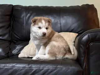 Mixed Breed dogs Rosie - Ad 6