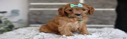 Cavapoo dogs for sale: Faye - Ad 13