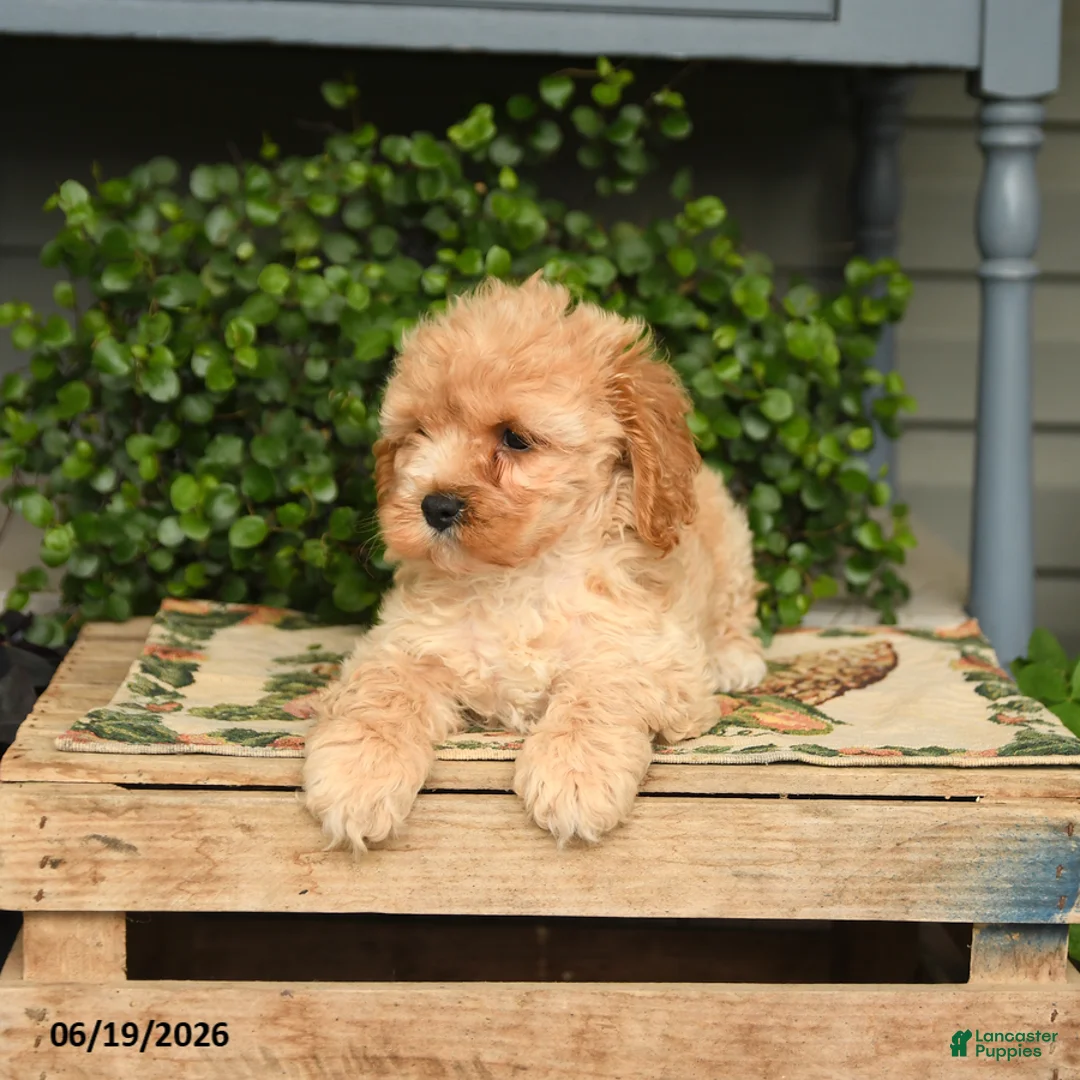 Cockapoo dogs for sale: Macho - Ad 3