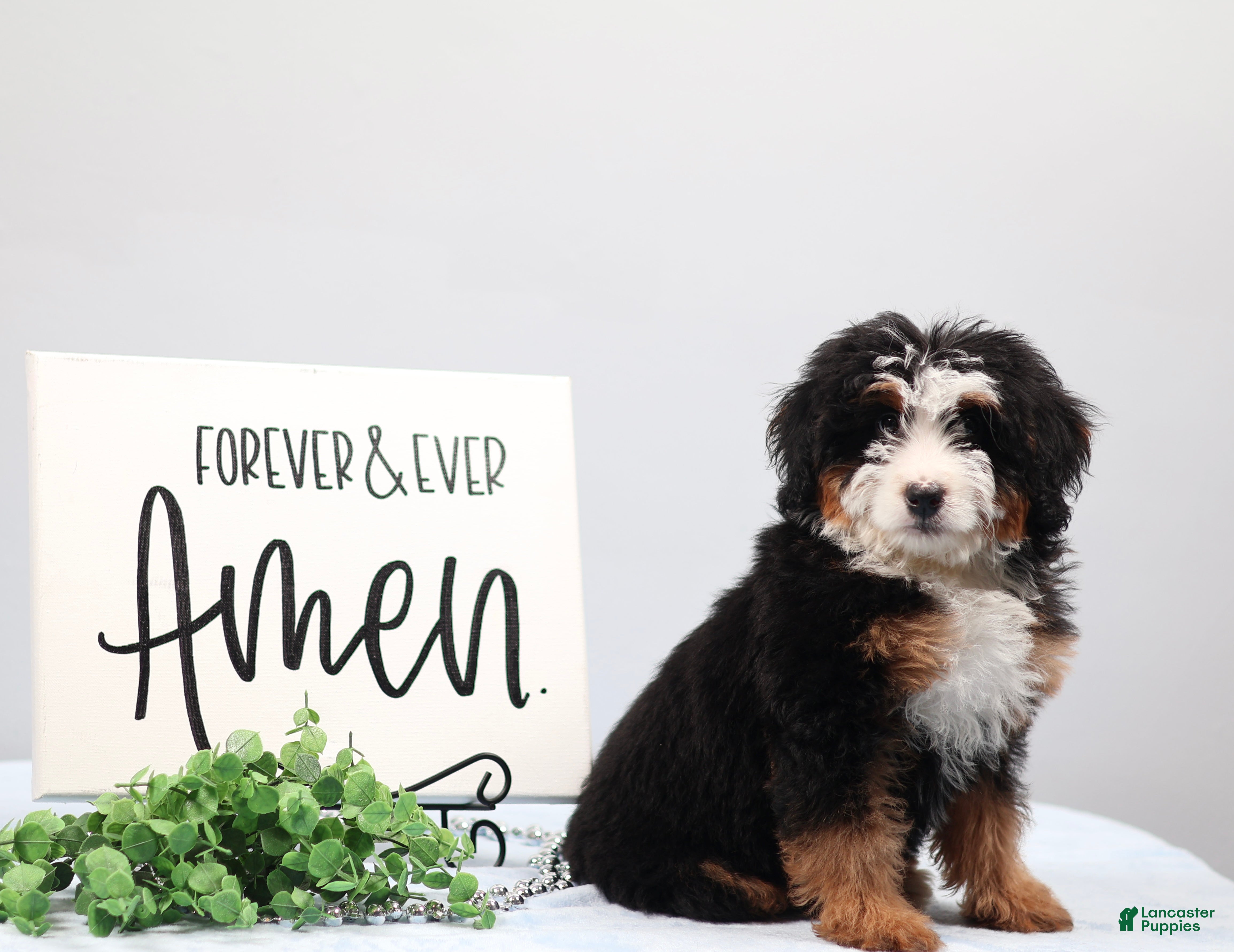 Mini Bernedoodle dogs Demi - Ad 2