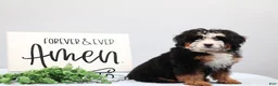 Mini Bernedoodle dogs for sale: Demi - Ad 5