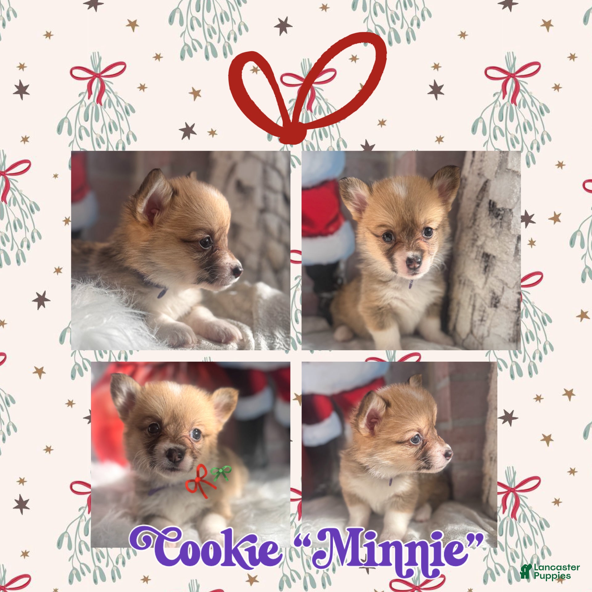 Welsh Corgi Pembroke dogs Cookie “Minnie” - Ad 14