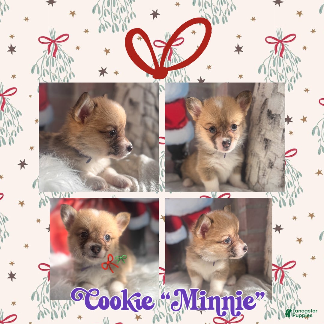 Welsh Corgi Pembroke dogs for sale: Cookie “Minnie” - Ad 1
