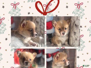 Welsh Corgi Pembroke dogs Cookie “Minnie” - Ad 13