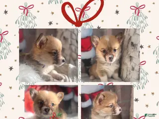 Welsh Corgi Pembroke dogs Cookie “Minnie” - Ad 29