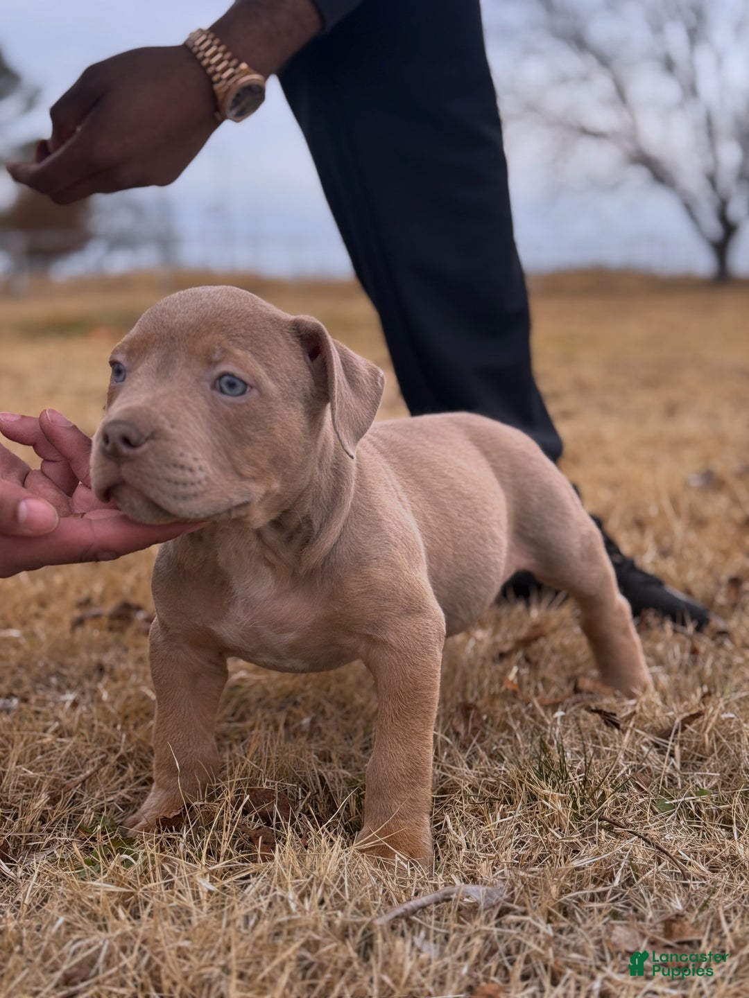 American Bully dogs for sale: Bud - Ad 2