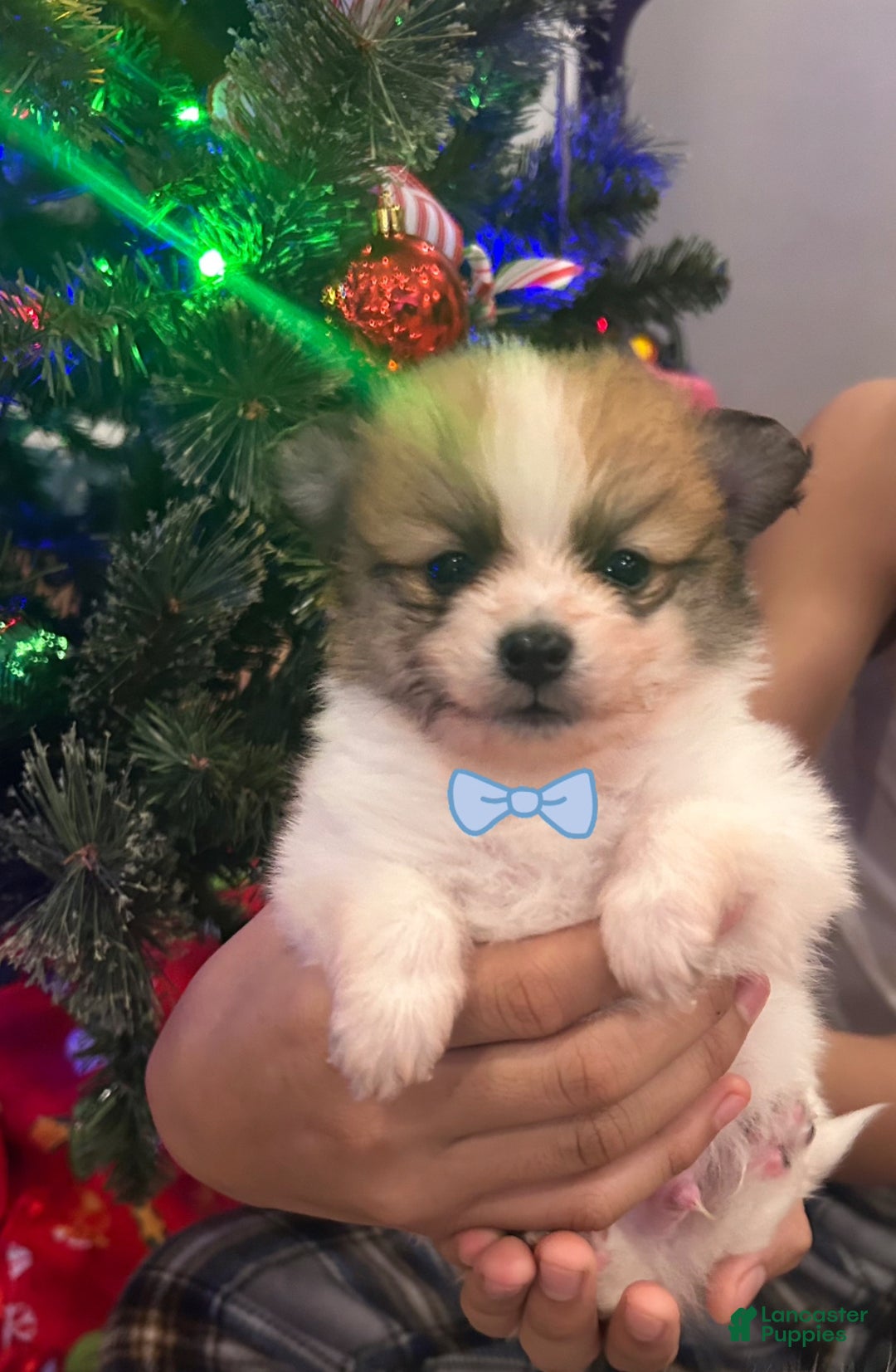 Pomeranian dogs for sale: Chase - Ad 1