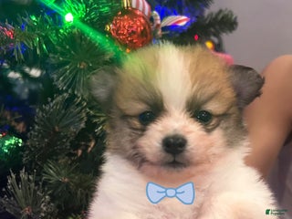 Pomeranian dogs for sale: Chase - Ad 2