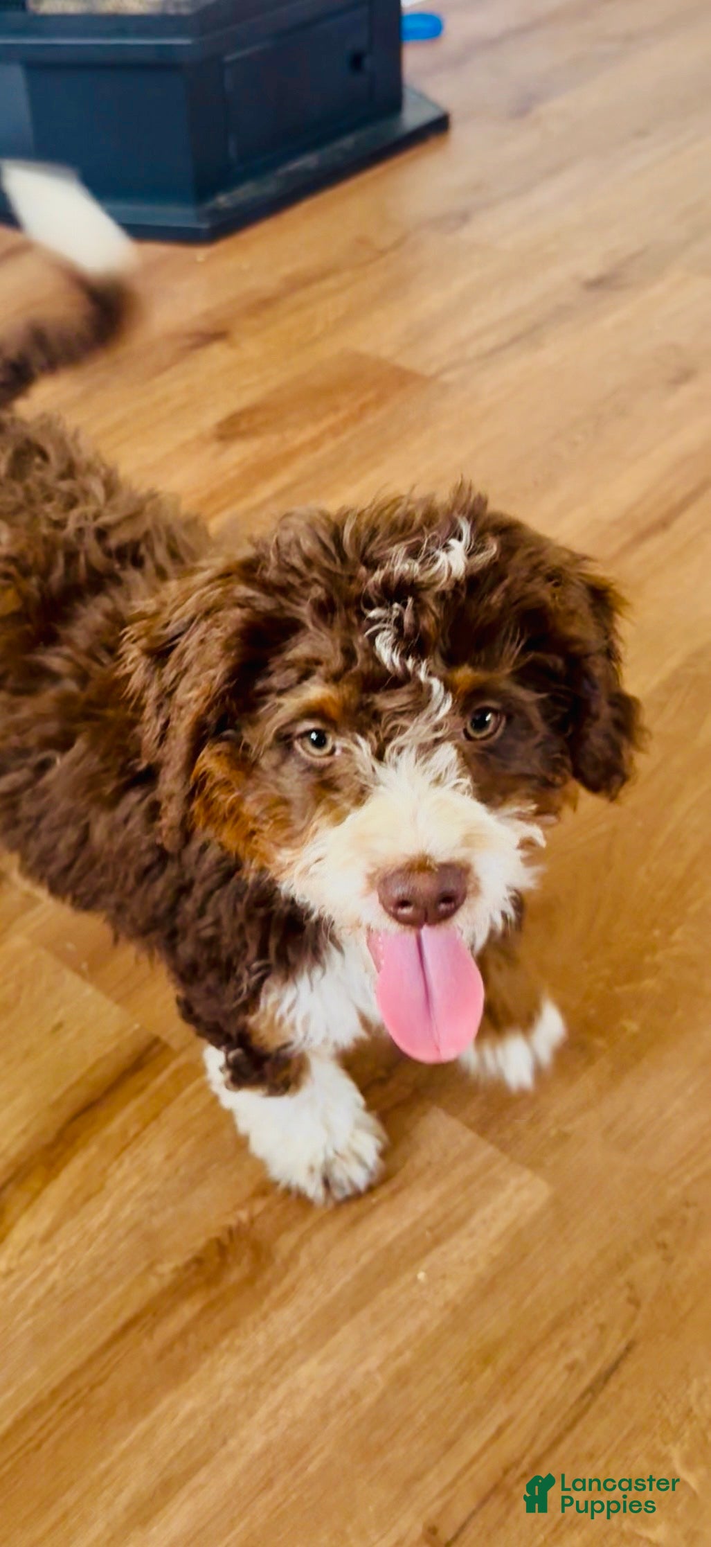 Bernedoodle dogs for sale: Willow - Ad 1