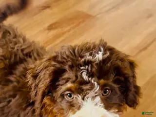 Bernedoodle dogs for sale: Willow - Ad 1
