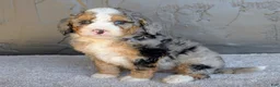 Mini Bernedoodle dogs for sale: Milton  - Ad 4