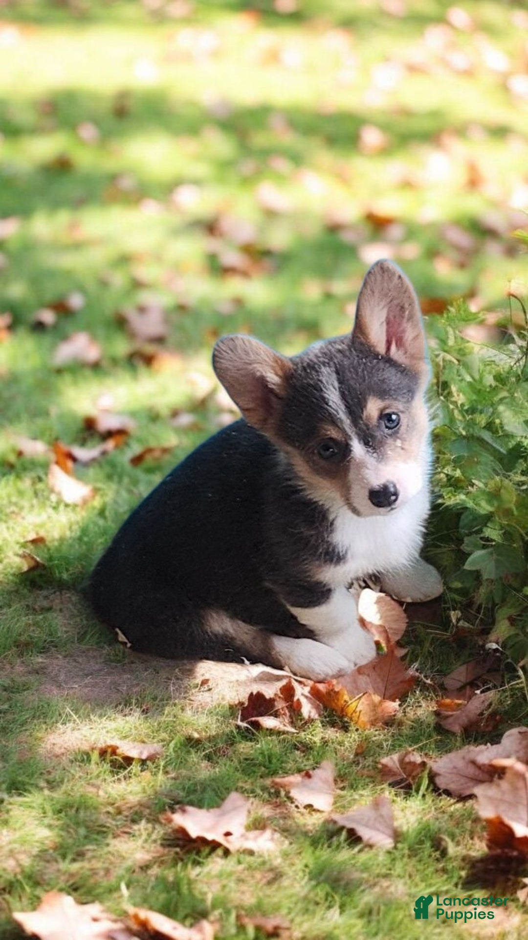 Welsh Corgi Pembroke dogs for sale: Annie Bluie  - Ad 8