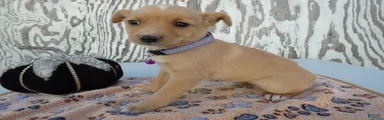 Jack Russell Terrier 5 Bessie