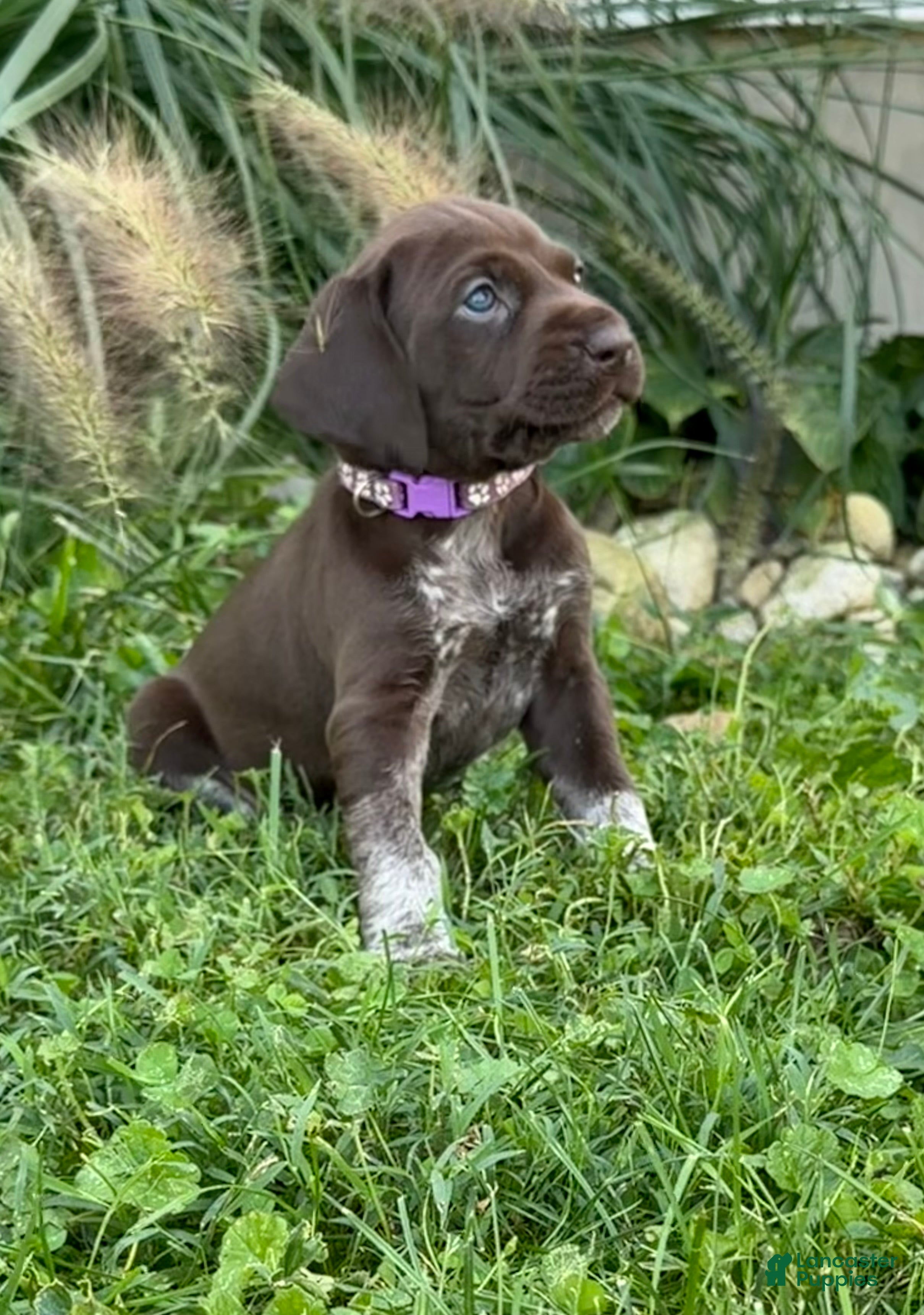 German Shorthaired Pointer dogs German Shorthaired Pointer 8 - Ad 26