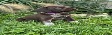 German Shorthaired Pointer 8