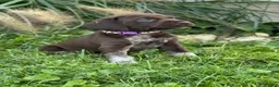 German Shorthaired Pointer dogs for sale: German Shorthaired Pointer 8 - Ad 1