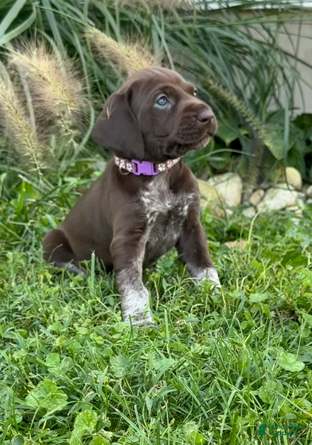 German Shorthaired Pointer dogs for sale: German Shorthaired Pointer 8 - Ad 1