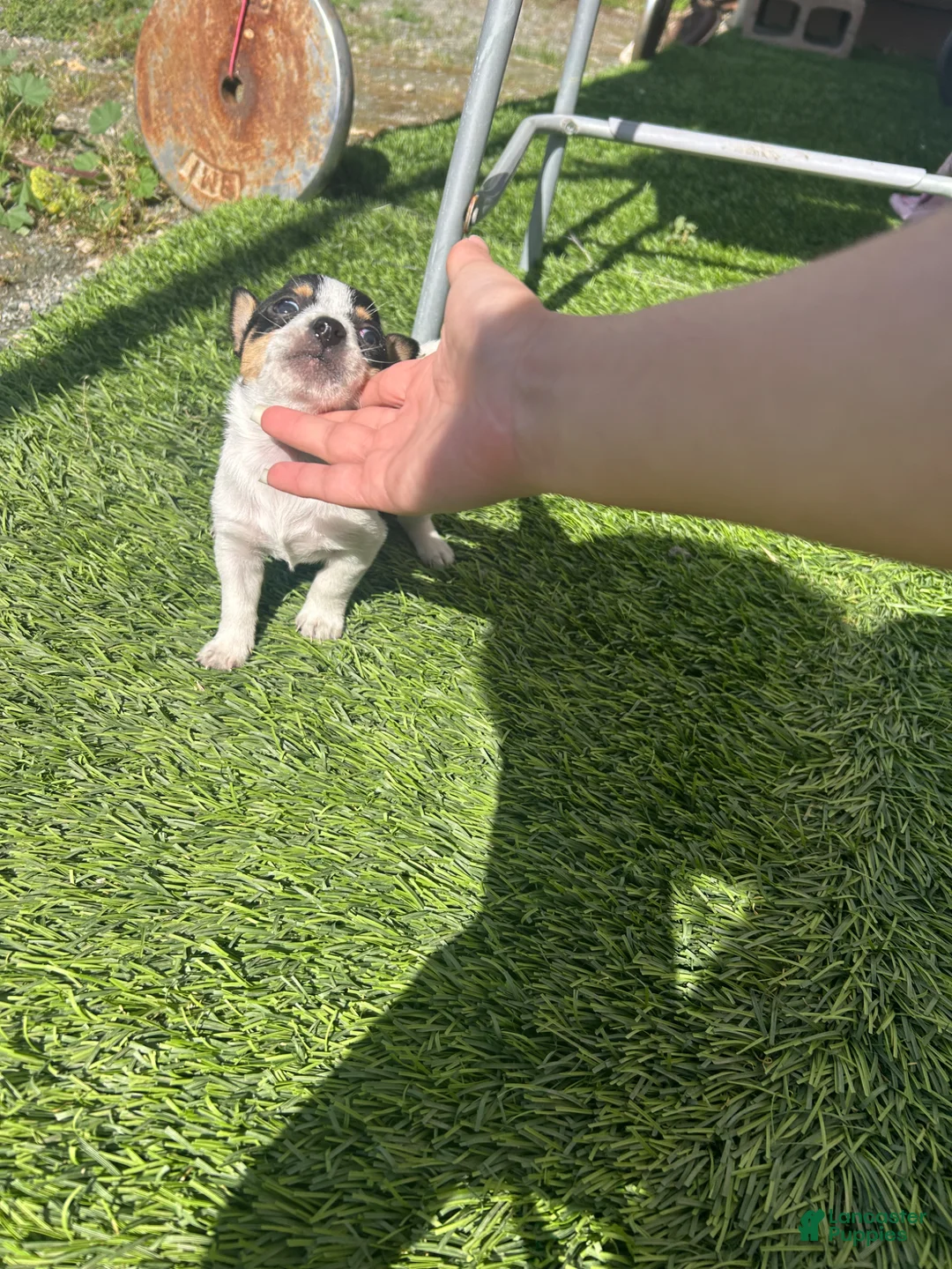 Chihuahua dogs for sale: Chihuahua Puppy 2 - Ad 2
