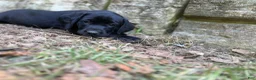 Labrador Retriever dogs for sale: Black female 2  - Ad 4
