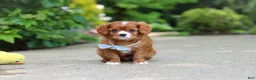 Cavalier King Charles Spaniel dogs for sale: Charlie - Ad 16
