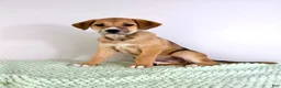 Mixed Breed dogs for sale: Callie - Ad 5