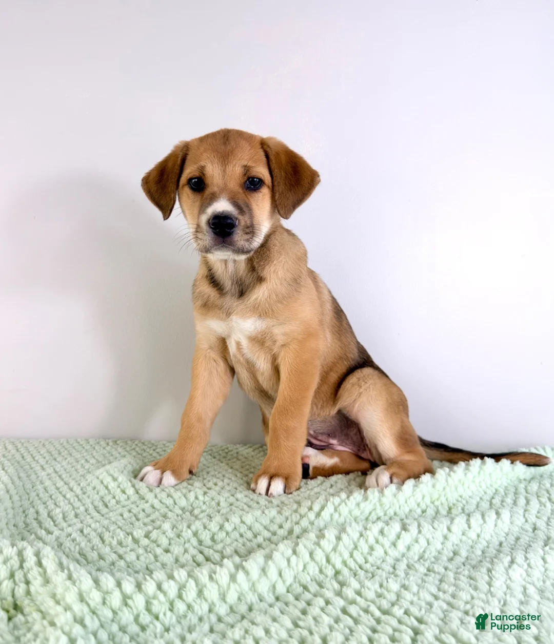 Mixed Breed dogs for sale: Callie - Ad 5