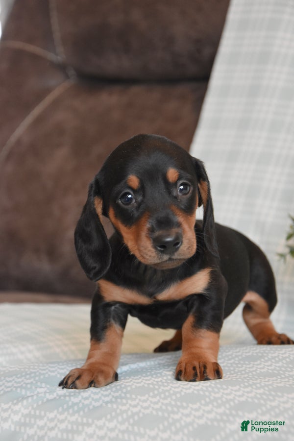 Miniature Dachshund dogs Bailey - Ad 1