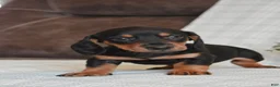 Miniature Dachshund dogs for sale: Bailey - Ad 1