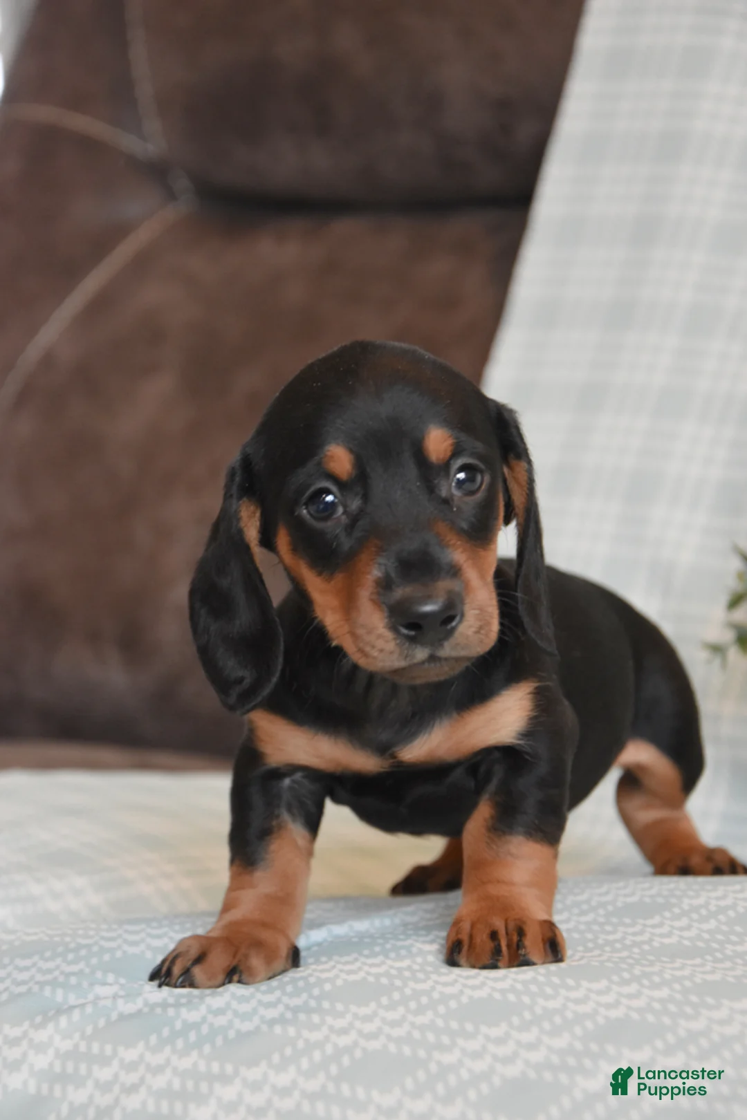 Miniature Dachshund dogs for sale: Bailey - Ad 1