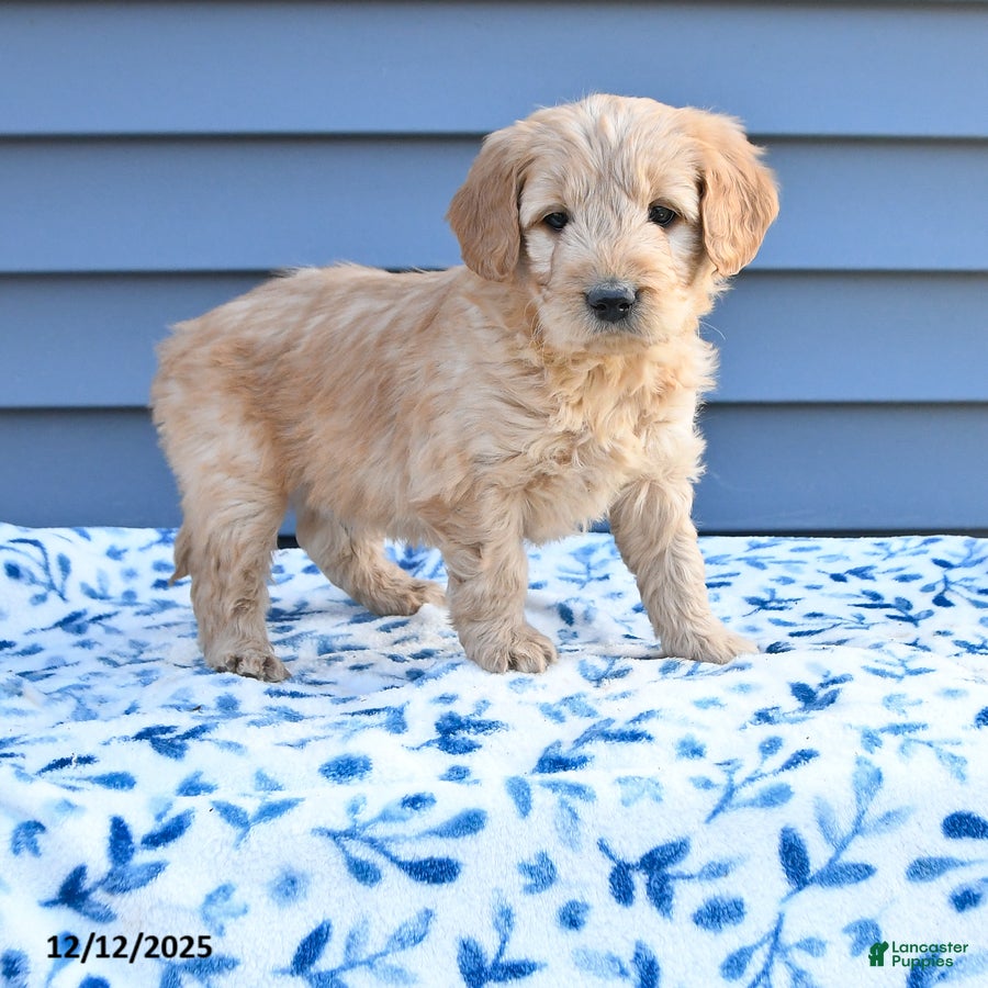 Goldendoodle dogs Billy - Ad 23