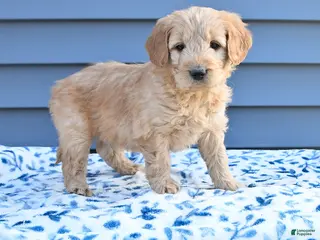 Goldendoodle dogs Billy - Ad 40