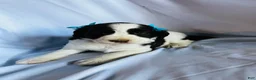 English Springer Spaniel dogs for sale: English Springer Spaniel 2 - Ad 2