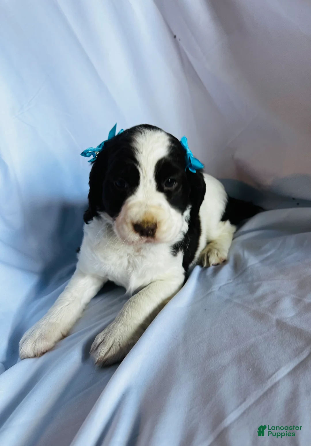 English Springer Spaniel dogs for sale: English Springer Spaniel 2 - Ad 2