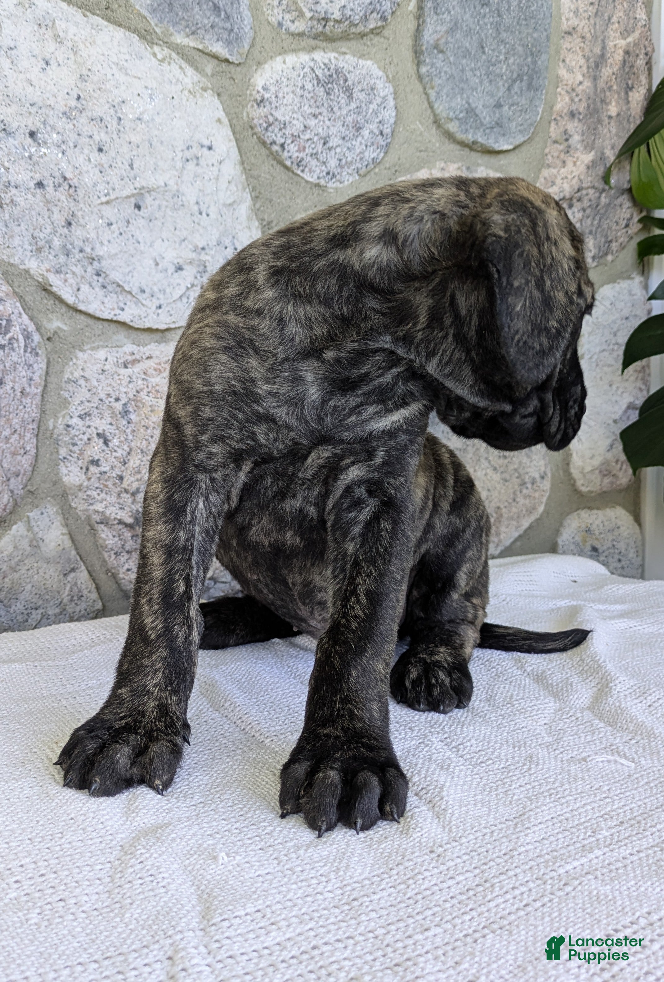 English Mastiff dogs for sale: Ashlee  - Ad 6