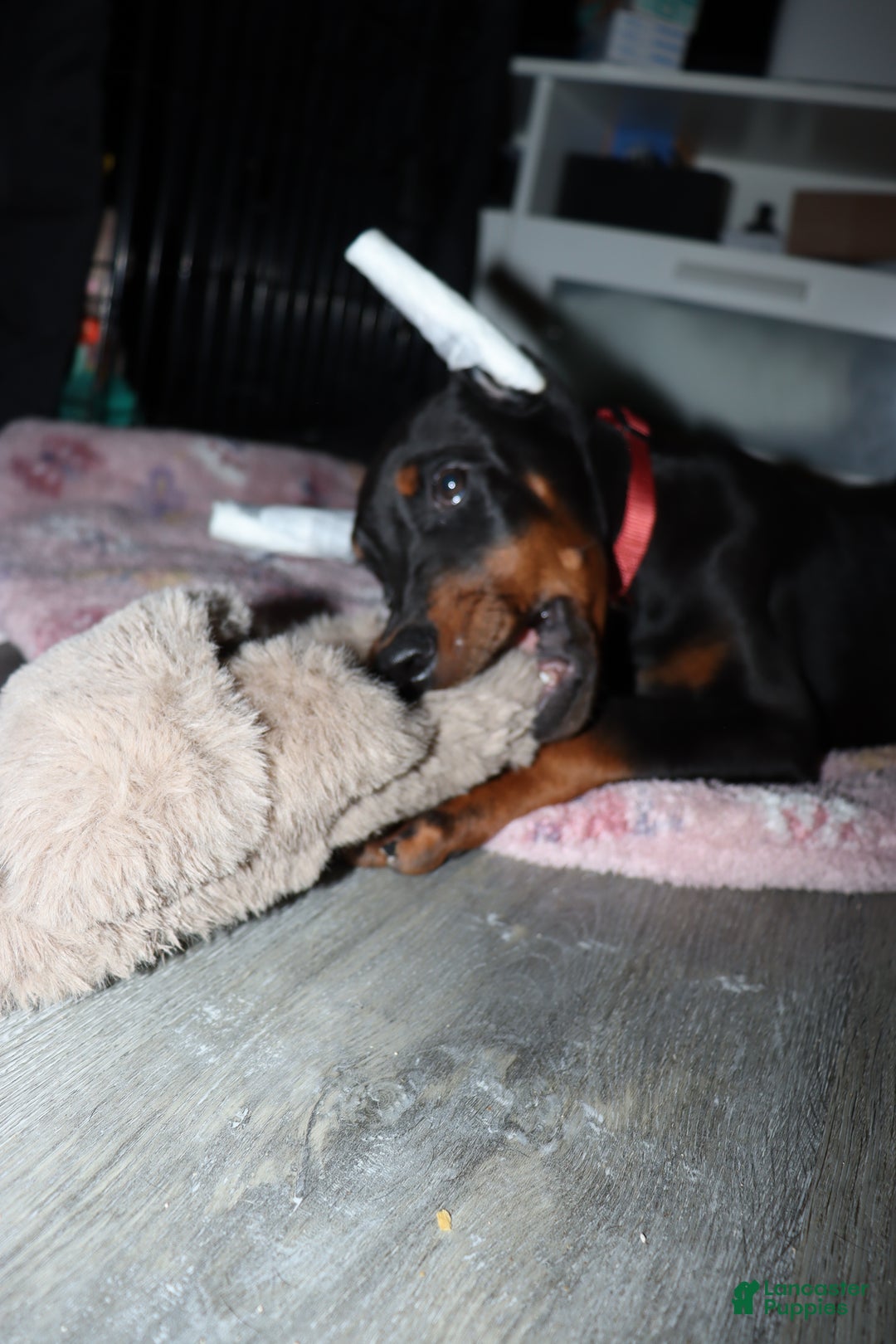 Doberman Pinscher dogs for sale: Colby - Ad 1