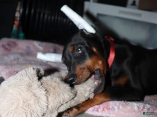 Doberman Pinscher dogs Colby - Ad 36