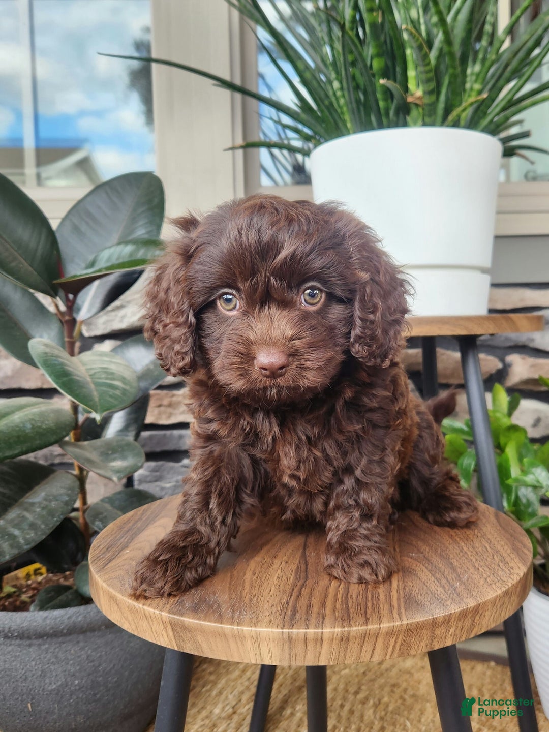 Cavapoo dogs for sale: Toby - Ad 3