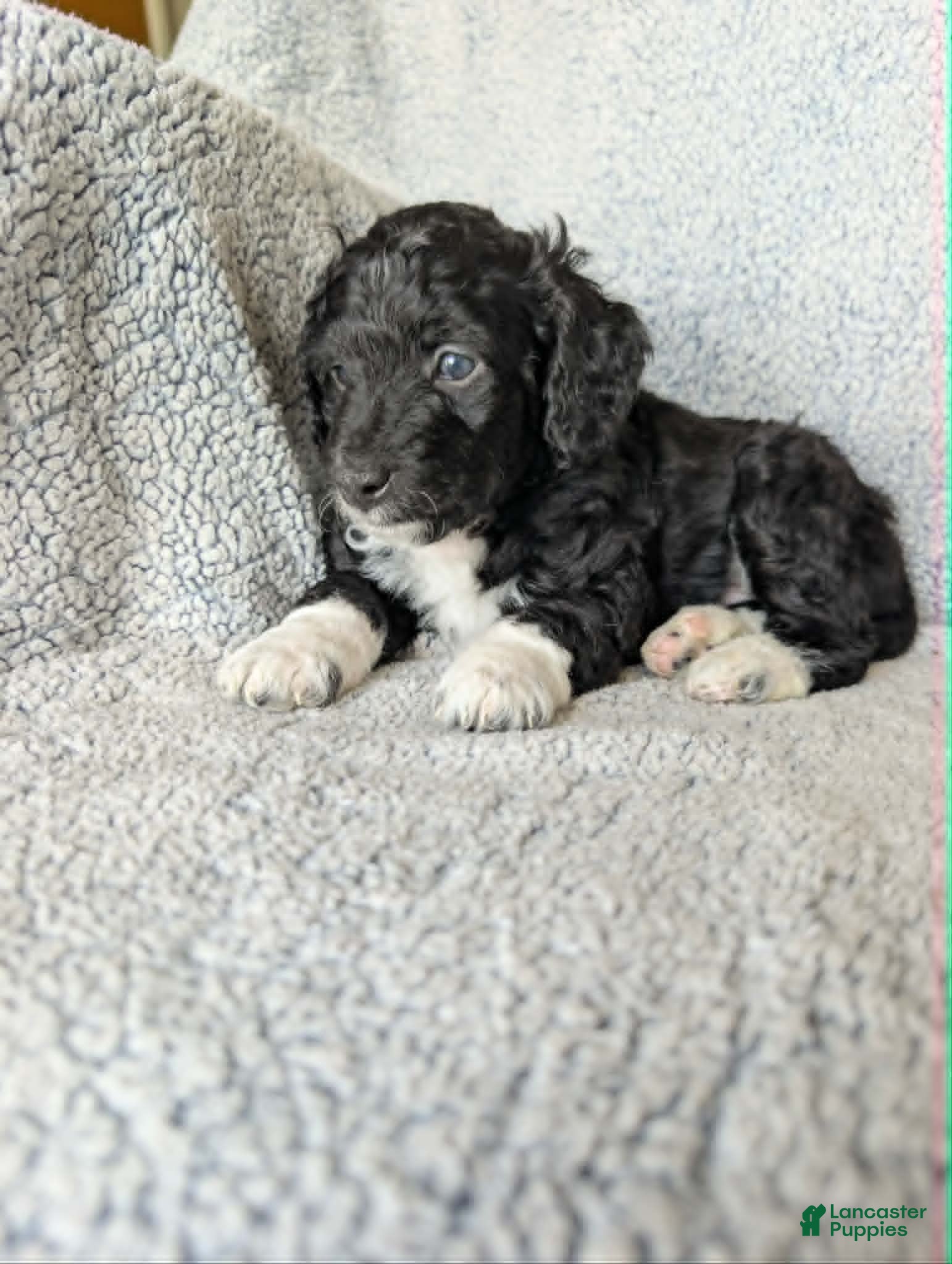 Mixed Breed dogs for sale: Boots  - Ad 2