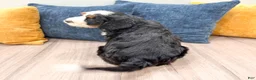 Mini Bernedoodle dogs for sale: Jasmine - Ad 5