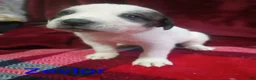 Mixed Breed dogs for sale: Zevlor - Ad 3