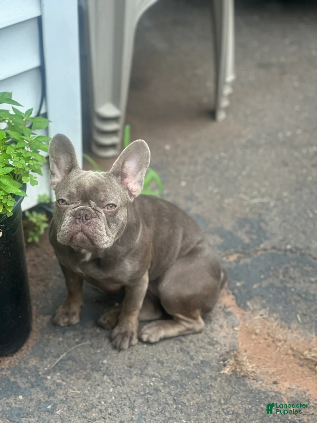 French Bulldog dogs for sale: Hulk - Ad 5