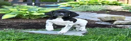 German Shorthaired Pointer dogs for sale: Polly - Ad 2