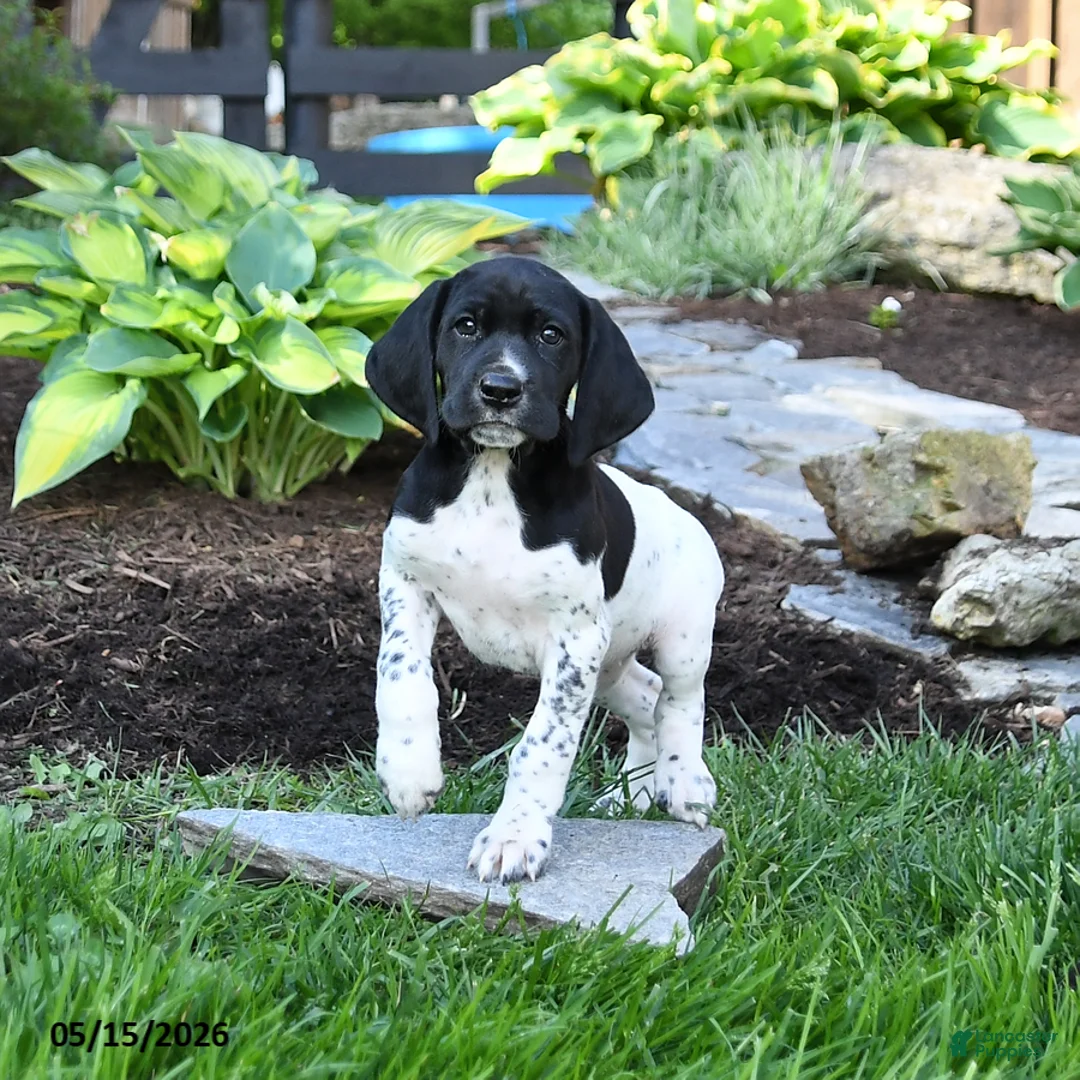 German Shorthaired Pointer dogs for sale: Polly - Ad 2