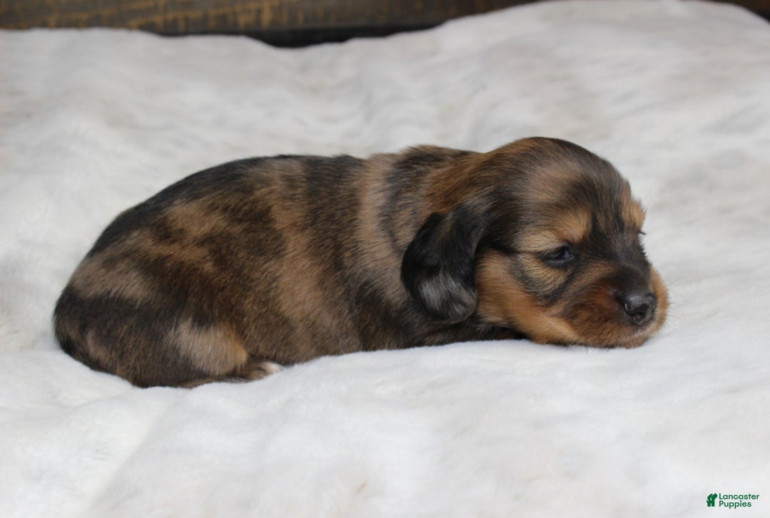 Dachshund dogs for sale: Zoe - Ad 7