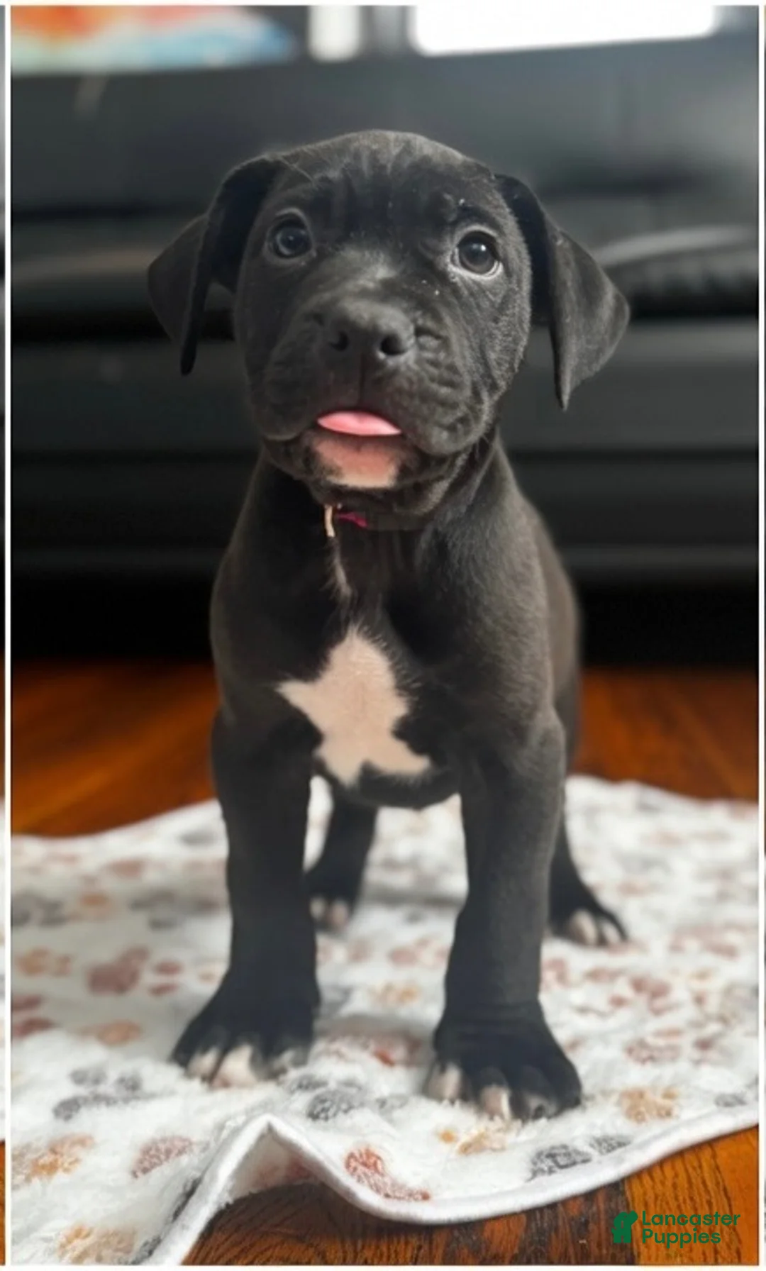 American Pit Bull Terrier dogs for sale: American Pit Bull Terrier 1 - Ad 2