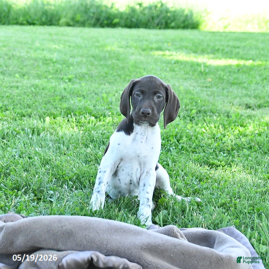 German Shorthaired Pointer dogs Ginger - Ad 2