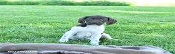 German Shorthaired Pointer dogs for sale: Ginger - Ad 2